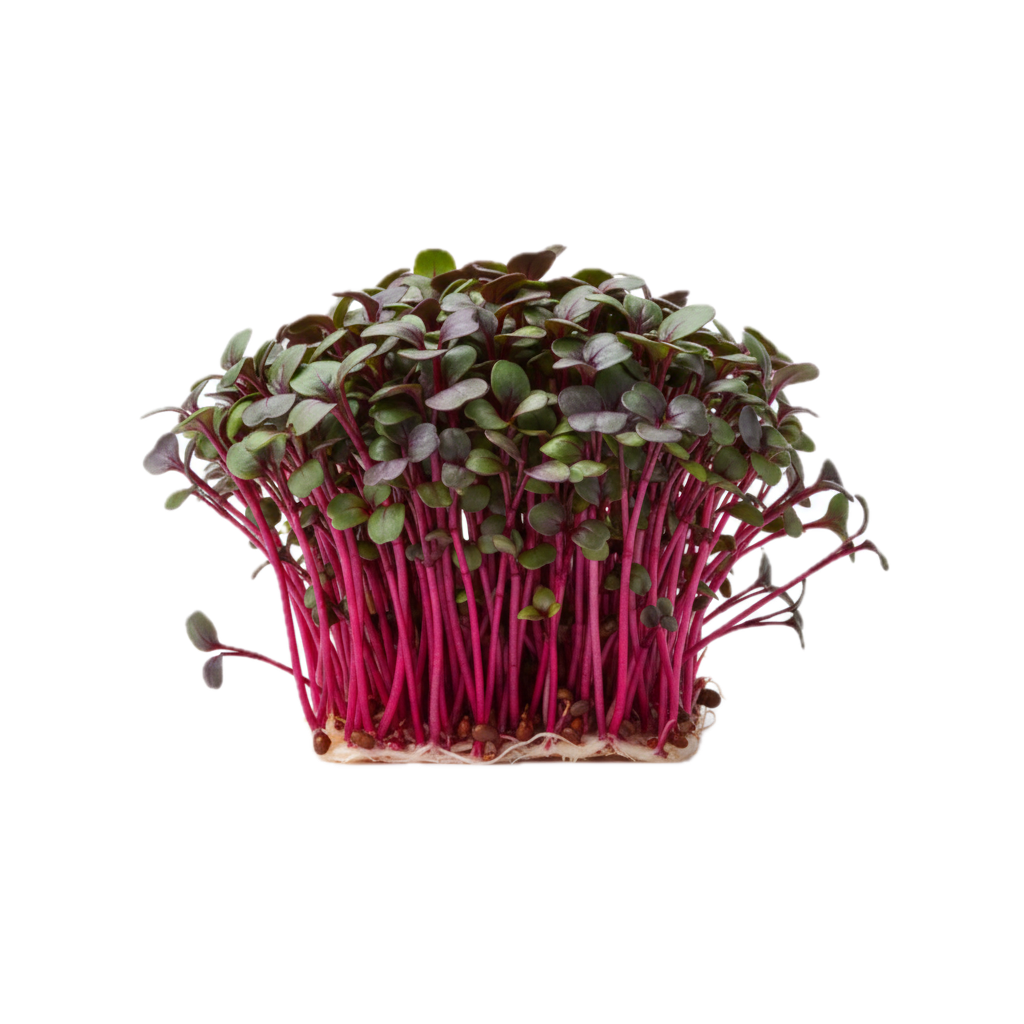Beet Microgreens